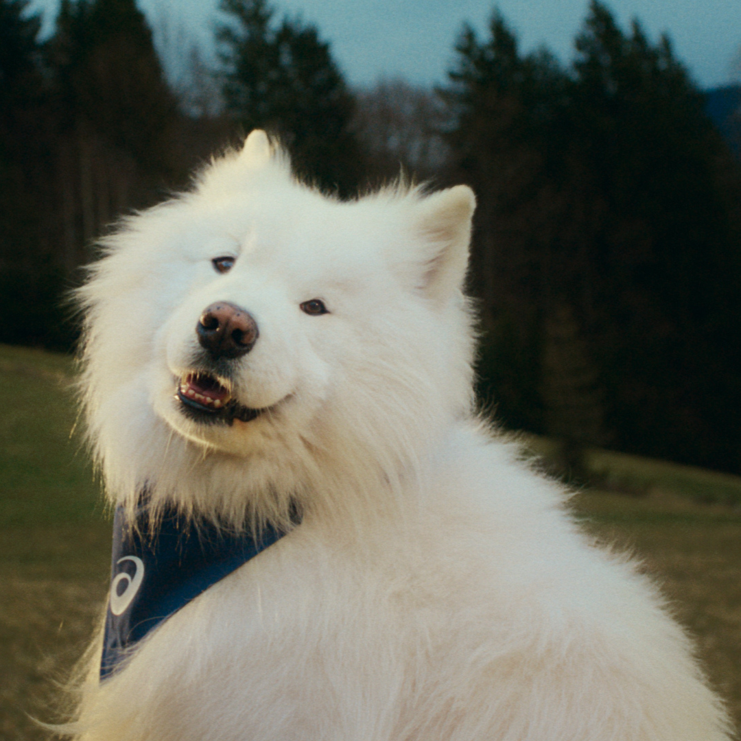 No momento, você está visualizando ASICS anuncia os embaixadores caninos “Mind’s Best Friend”