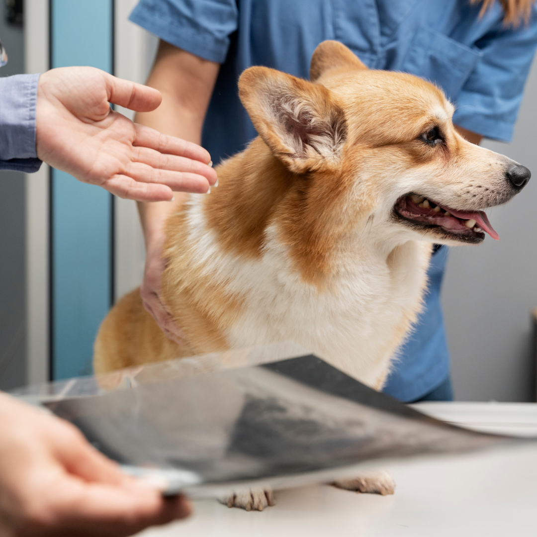 No momento, você está visualizando Fujifilm inova e transforma diagnósticos veterinários no Brasil