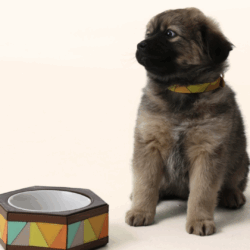 Ryzí estreia linha pet exclusiva em couro com upcycling