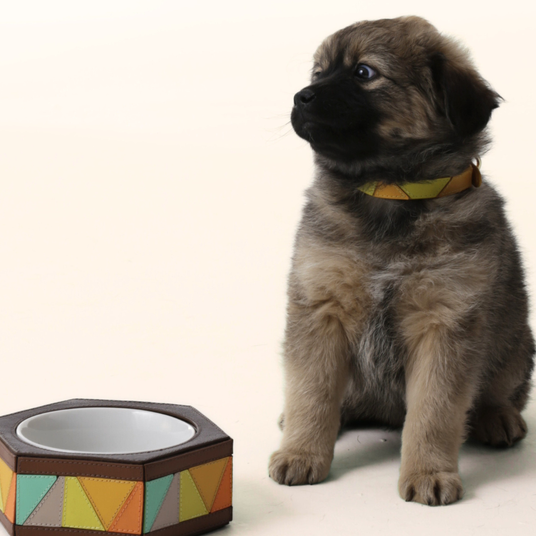 No momento, você está visualizando Ryzí estreia linha pet exclusiva em couro com upcycling