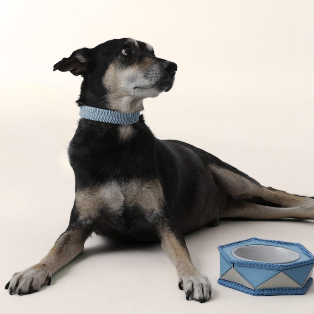 Ryzí estreia linha pet exclusiva em couro com upcycling