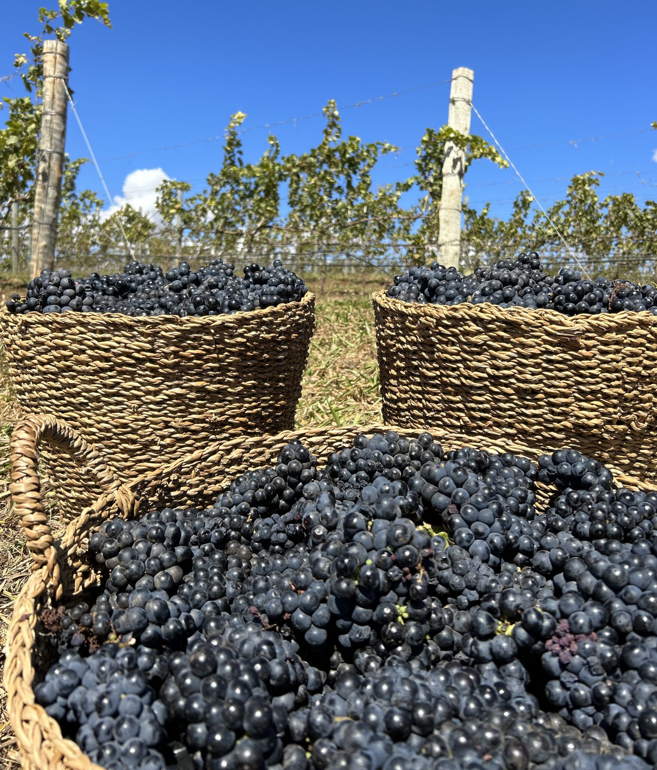 No momento, você está visualizando Enólogo aponta viabilidade de vinhos de alto padrão no Cerrado