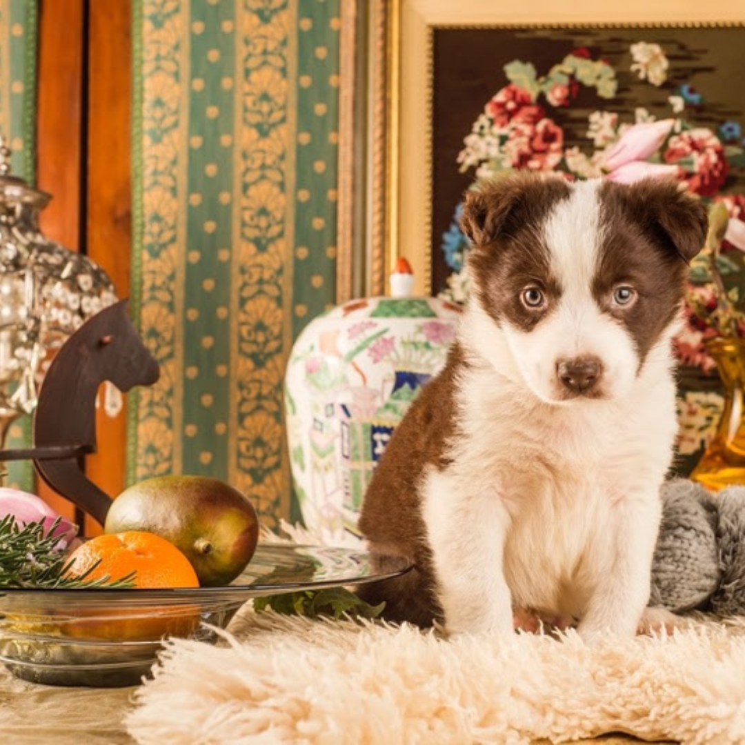 No momento, você está visualizando Luxo paulistano incorpora espaços pet como item essencial