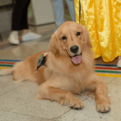 Cães terapêuticos e mascotes do futebol goiano levam interação ao Serviço de Atendimento Unimed Pediátrico