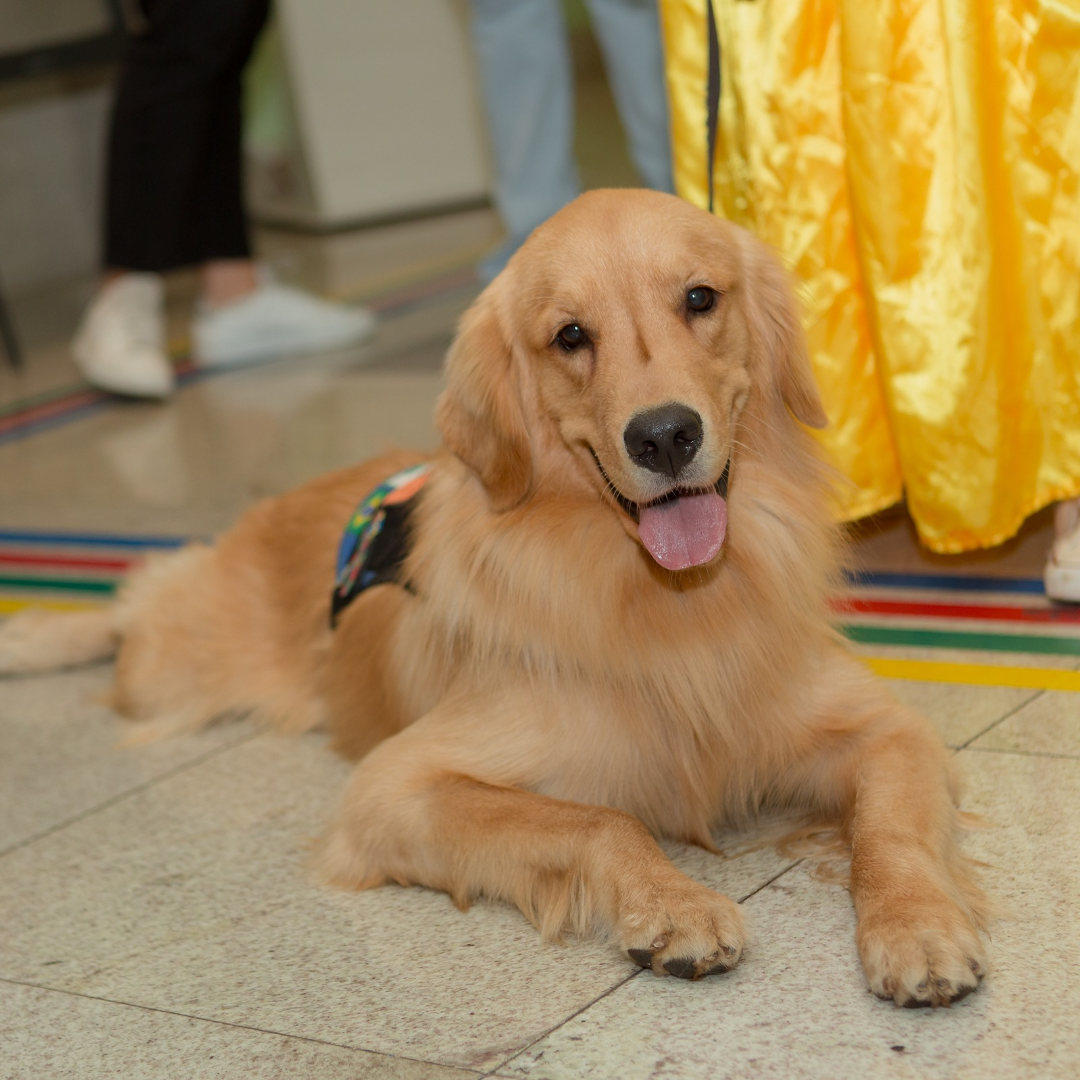 No momento, você está visualizando Cães terapêuticos e mascotes do futebol goiano levam interação ao Serviço de Atendimento Unimed Pediátrico