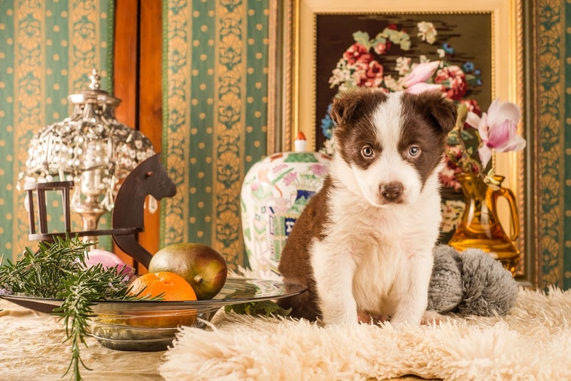 Luxo paulistano incorpora espaços pet como item essencial