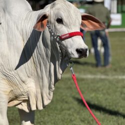 Flamboyant Agropecuária leva animais de elite à Expo Londrina 2026