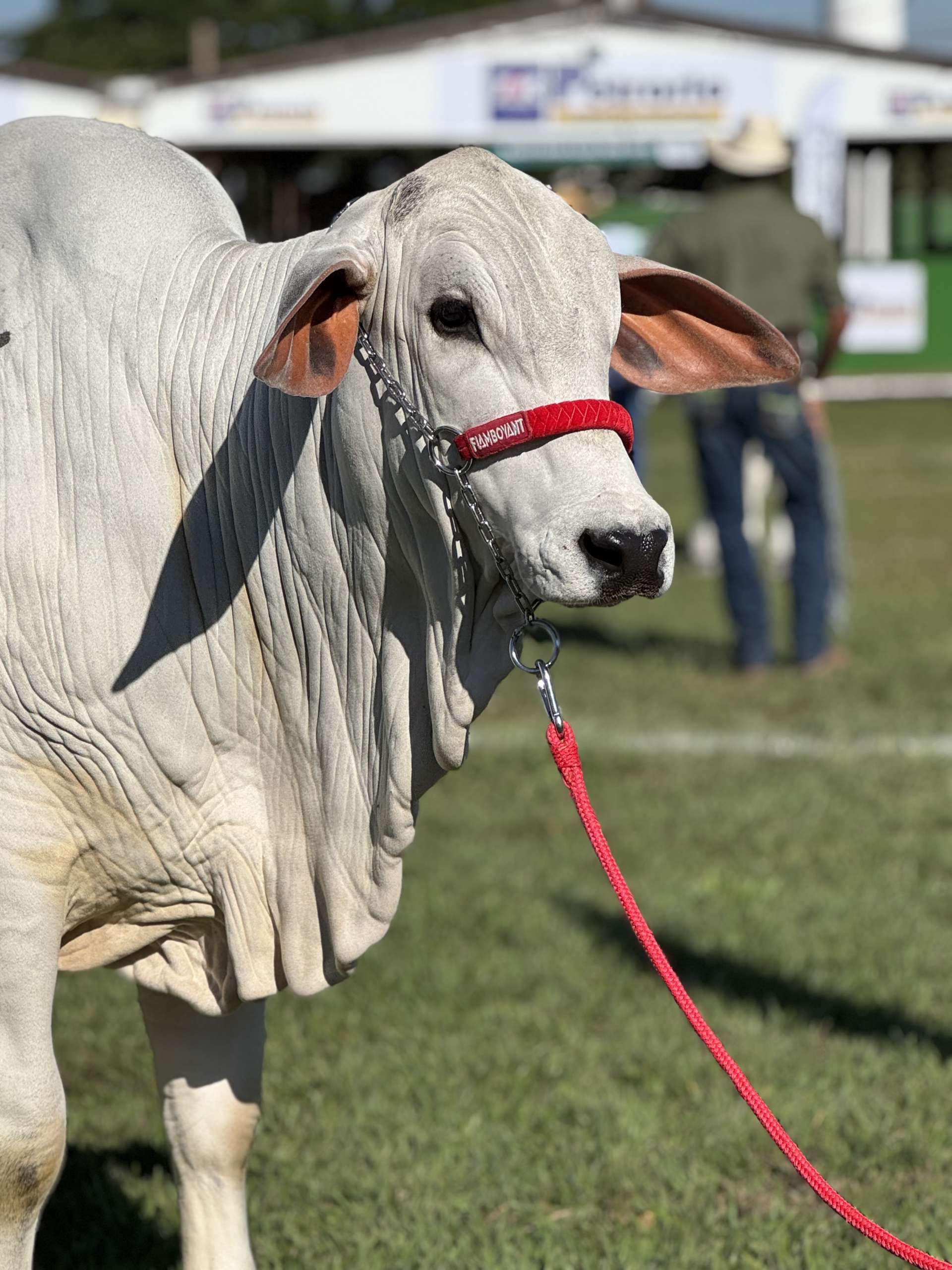 No momento, você está visualizando Flamboyant Agropecuária leva animais de elite à Expo Londrina 2026