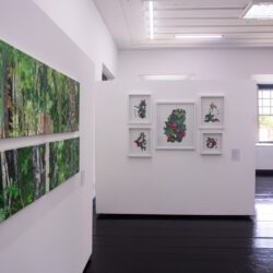 Governo de Goiás lança edital de artes visuais para o Fica 2026