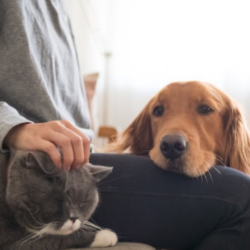 Pesquisa inédita da Royal Canin revela que 50% dos brasileiros evitam falar sobre o envelhecimento de seus pets