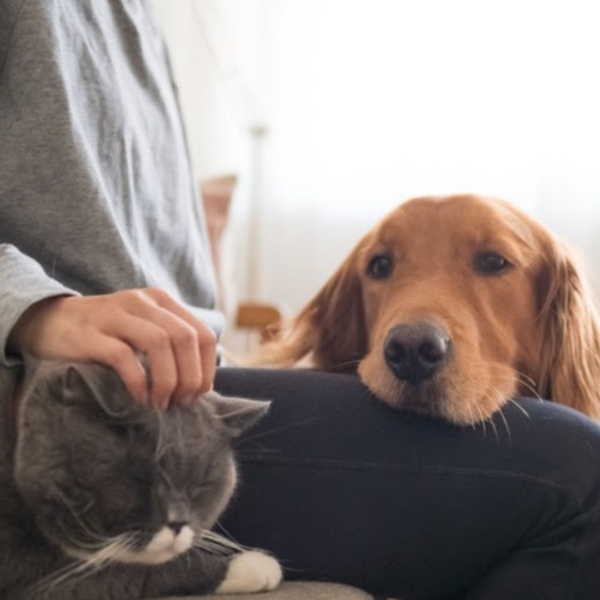 Pesquisa inédita da Royal Canin revela que 50% dos brasileiros evitam falar sobre o envelhecimento de seus pets