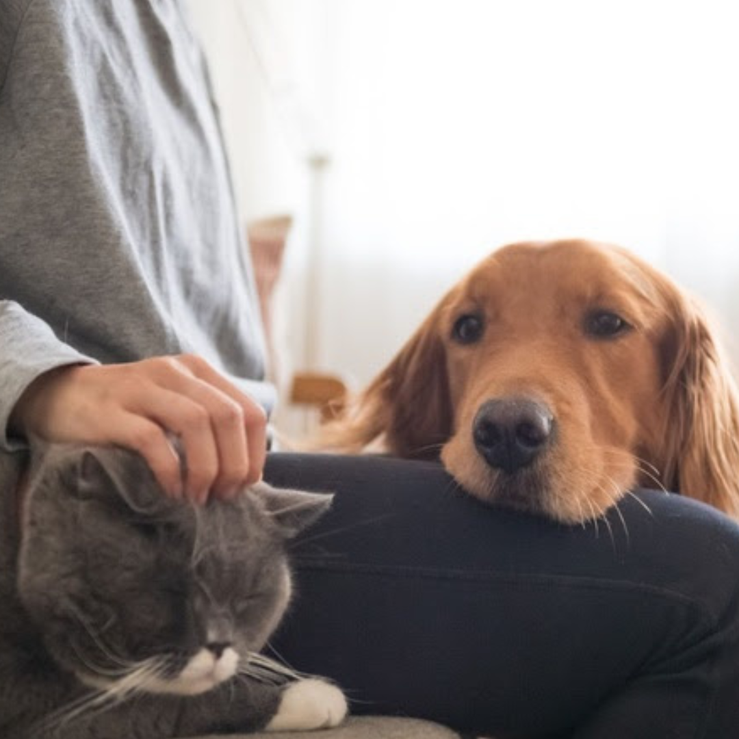 No momento, você está visualizando Pesquisa inédita da Royal Canin revela que 50% dos brasileiros evitam falar sobre o envelhecimento de seus pets